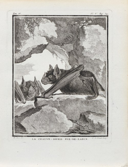 Georges-Louis Le Clerc, hrabia de Buffon (1707 - 1788), Nietoperz, z: Historia naturalna, wyd. J. Schneider, Amsterdam, 1780 r., Jacques de Sève