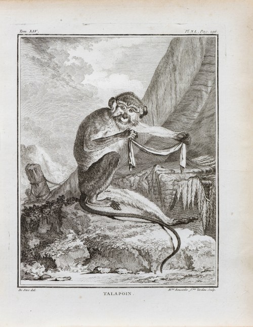 Georges-Louis Le Clerc, hrabia de Buffon (1707 - 1788), Telapoin, z: Historia naturalna, wyd. J.H. Schneider, Amsterdam, ok. 1780 r., Jacques de Sève