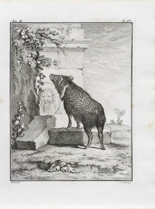 Georges-Louis Le Clerc, hrabia de Buffon (1707 - 1788), Pekari w antycznych ruinach, z: Historia naturalna, wyd. J.H. Schneider, Amsterdam, ok. 1780 r., Jacques de Sève