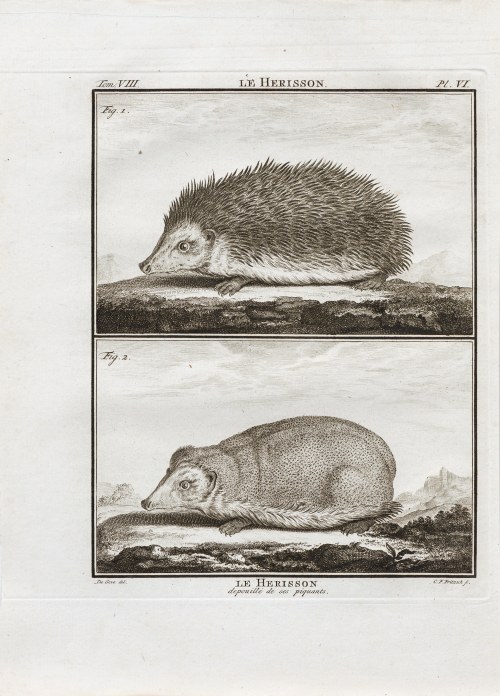 Georges-Louis Le Clerc, hrabia de Buffon (1707 - 1788), Jeż, z: Historia naturalna, wyd. J.H. Schneider, Amsterdam, ok. 1780 r., Jacques de Sève