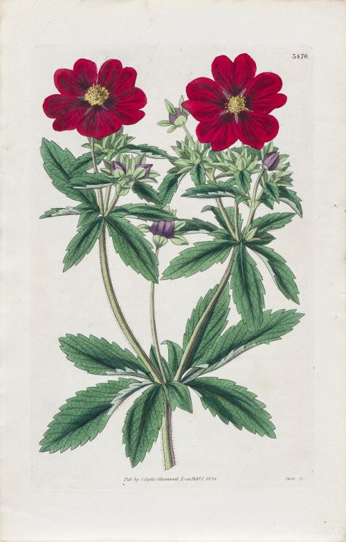 Pięciornik krwisty, wyd. z: Curtis's Botanical Magazine, wyd. Samuel Curtis, Glazenwood, Anglia, 1836 r., Joseph Swan