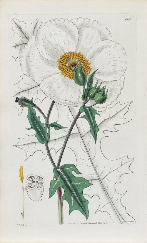 Argemon, z: Curtis's Botanical Magazine, wyd. Samuel Curtis, Glazenwood, Anglia, 1831 r., Joseph Swan