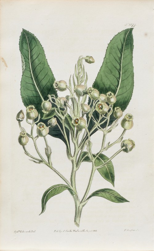 Truskawkowiec z Teneryfy, z: Curtis's Botanical Magazine, wyd. Samuel Curtis, Walworth, Anglia, 1813 r., Sydenham Teast Edwards