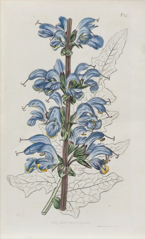 Szałwia, z: Curtis's Botanical Magazine, wyd. Samuel Curtis, Walworth, Anglia, 1813 r., Samuel Curtis