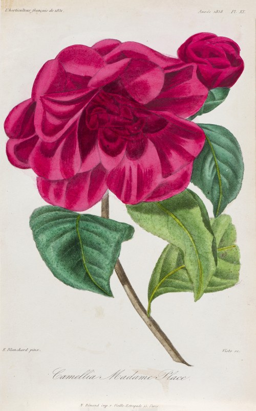 Kamelia, z: L'Horticulteur français, wyd. Remond, Paryż, 1851/1858 r., François Hérincq