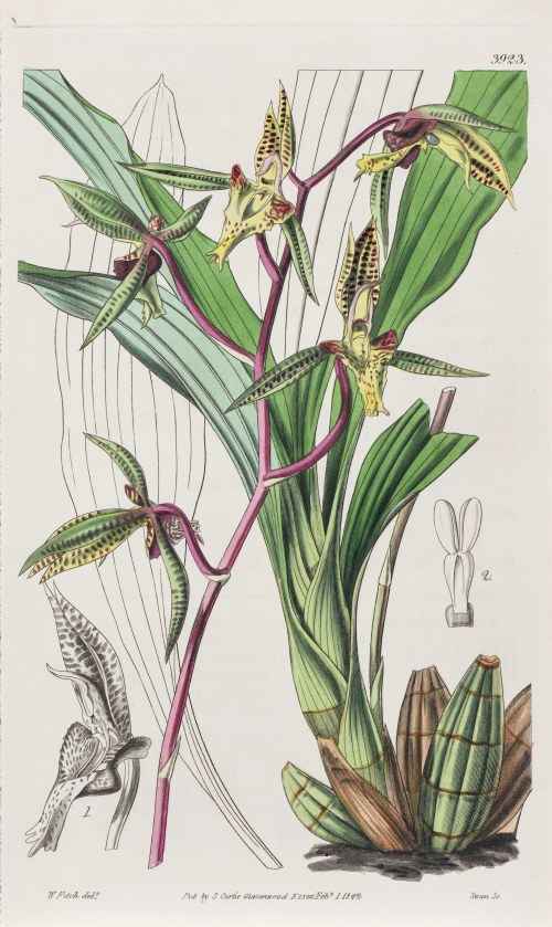 Orchidea, z: Curtis's Botanical Magazine, wyd. Samuel Curtis, Glazenwood, Anglia, 1842 r., Joseph Swan