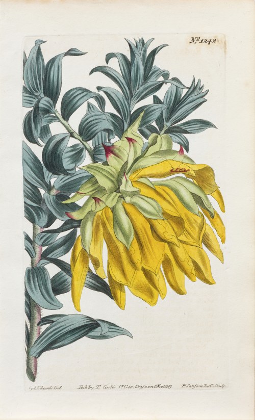 Liparia, z: Curtis's Botanical Magazine, wyd. Samuel Curtis, Walworth, Anglia, 1809 r., Sydenham Teast Edwards