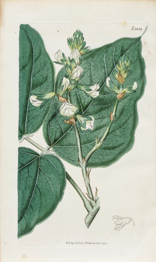 Cylista albiflora, z: Curtis's Botanical Magazine, wyd. Samuel Curtis, Walworth, Anglia, 1816 r., Samuel Curtis