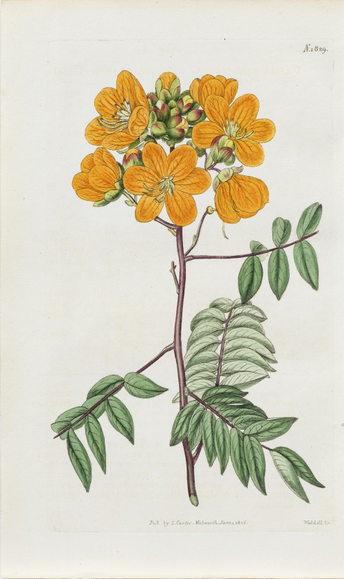 Henry Widdell, Kasja, z: Curtis's Botanical Magazine, wyd. Samuel Curtis, Walworth, Anglia, 1816 r., Samuel Curtis