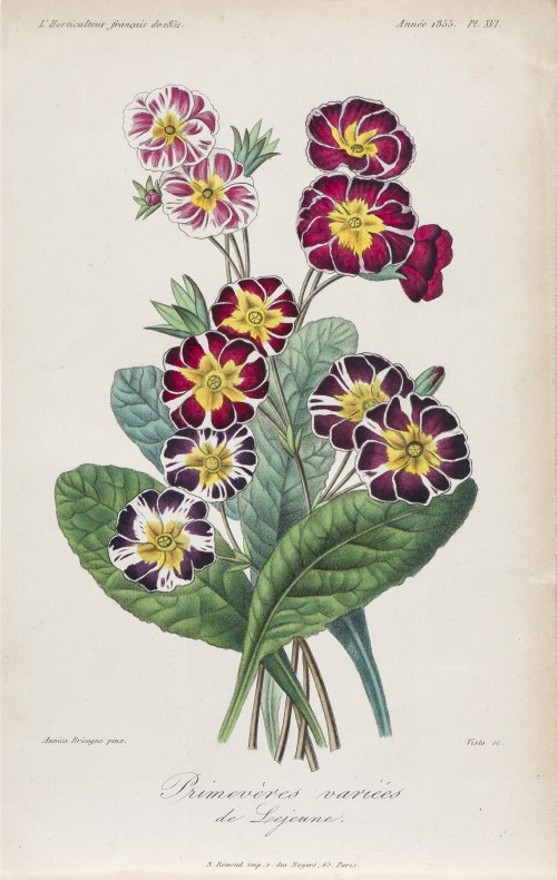 François Hérincq (1820-1891), Pierwiosnek, z: L'Horticulteur français, wyd. Remond, Paryż, 1851/1855 r., Annica Bricogne