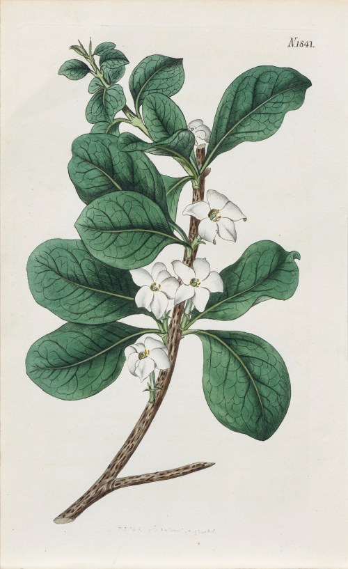 Gardenia, z: Curtis's Botanical Magazine, wyd. Samuel Curtis, Walworth, Anglia, 1816 r., Samuel Curtis