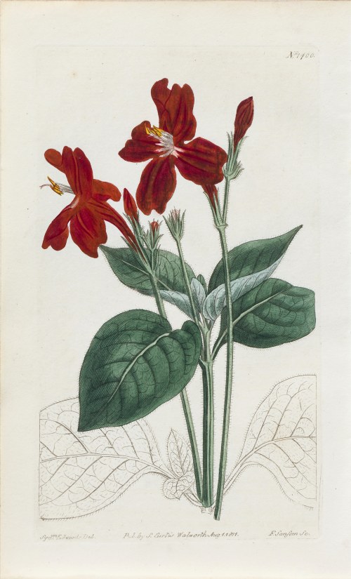 Ruellia formosa, z: Curtis's Botanical Magazine, wyd. Samuel Curtis, Walworth, Anglia, 1811 r., Sydenham Teast Edwards