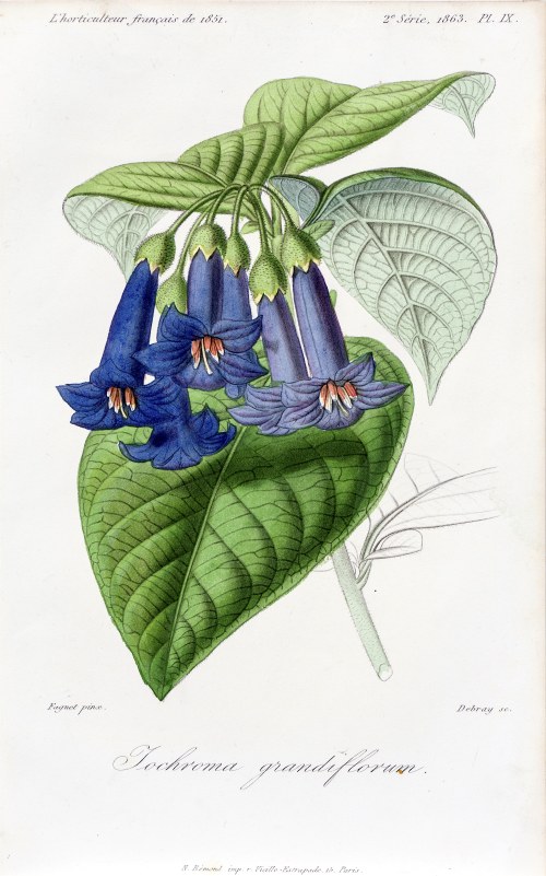Iochroma, z: L'Horticulteur français, wyd. Remond, Paryż, 1851/1863 r., François Hérincq