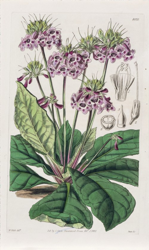 Fiołek meksykański, z: Curtis's Botanical Magazine, wyd. Samuel Curtis, Glazenwood, Anglia, 1844 r., Joseph Swan