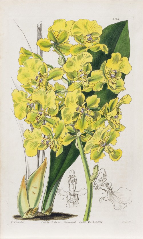 Storczyk Trichocentrum bicallosum, z: Curtis's Botanical Magazine, wyd. Samuel Curtis, Glazenwood, Anglia, 1845 r., Joseph Swan