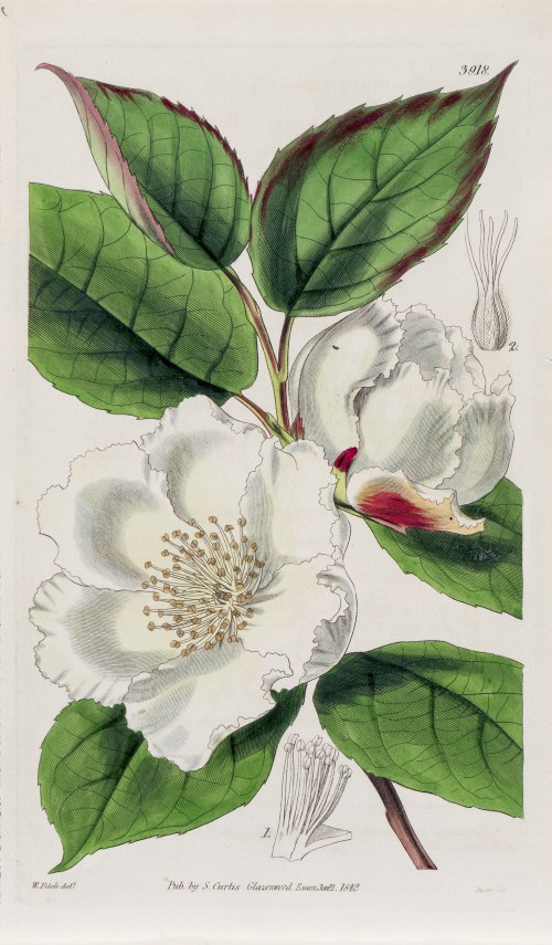 Stewarcja, z: Curtis's Botanical Magazine, wyd. Samuel Curtis, Glazenwood, Anglia, 1842 r., Joseph Swan
