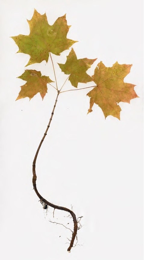 50°55′35″N 26°14′23″E Bazaltowe, Ukraina z cyklu "Herbarium", 2016, Surowiec Łukasz