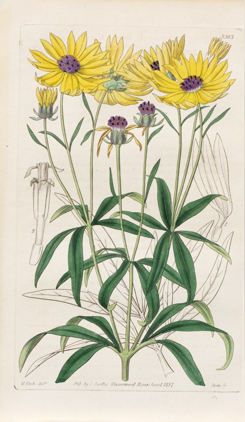 Nachyłek, z: Curtis's Botanical Magazine, wyd. Samuel Curtis, Glazenwood, Anglia, 1837 r., Joseph Swan