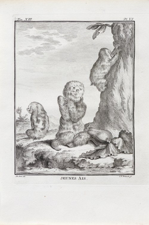 Georges-Louis Le Clerc, hrabia de Buffon (1707 - 1788), Młode leniwce, z: Historia naturalna, wyd. J.H. Schneider, Amsterdam, ok. 1780 r., Jacques de Sève