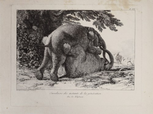 Seks słoni, 1803, Jean-Pierre Houël